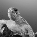 turtle_green_pm_ci_h_0005_cos0228_bw.jpg